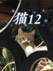 猫12岁